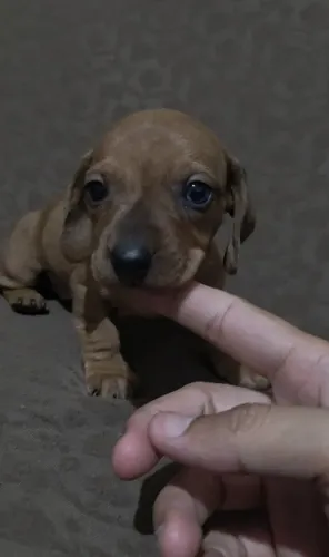 Lindo filhote de dachshund miniatura arlequim caramelo