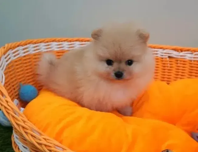Neném spitz alemão/lulu da pomerânia brincalhão com saúde em dia