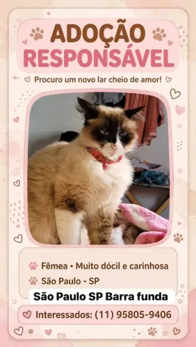 Gatinha doação