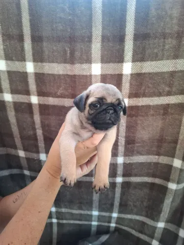 Filhotes de pug