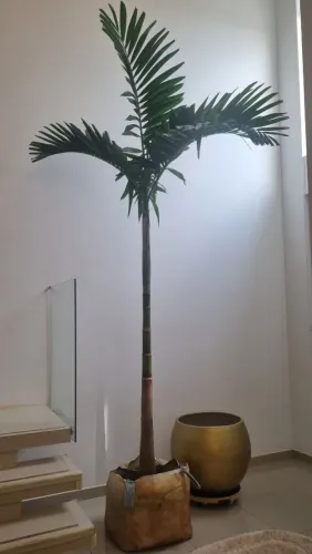 Muda de coqueiro Imperial