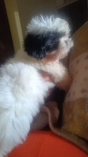 Shitzu filhote macho