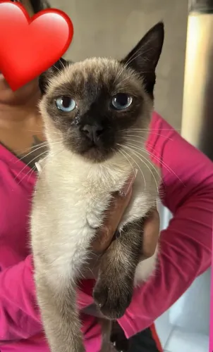 Gata pra doação 
