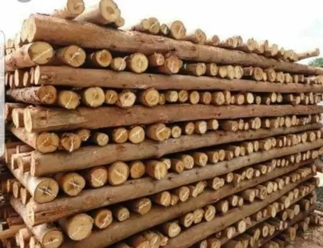 Escoras de eucalipto para construção