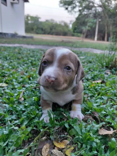 Lindos filhotes de Basset Arlequin disponíveis