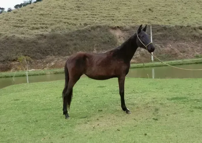 Potra registrada, mangalarga marchador, 1 ano e 10 meses, de pista - 30x400,00