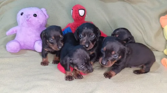 Dachshoud lindos e lindas