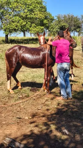 Vendo cavalo