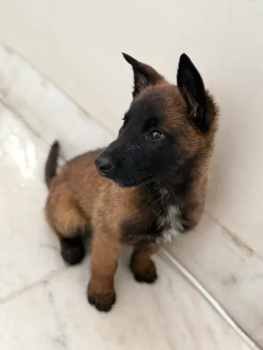 Filhote Pastor Belga Malinois