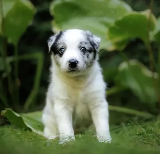 Filhotes de Border Collie | Carinho que toca o coração.