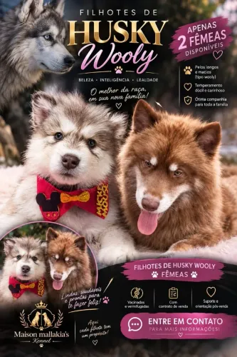 Husky siberiano últimas femeas