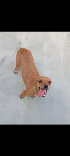 Pinscher N2 fêmea,3anos 