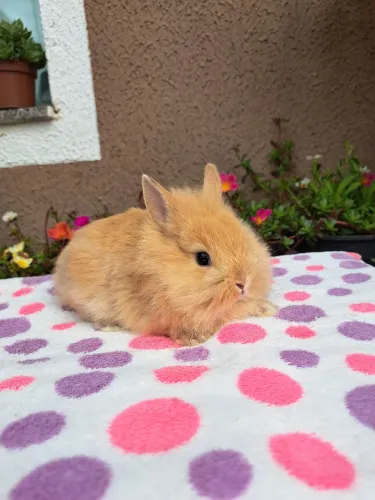 Mini coelhos de todas as raças 