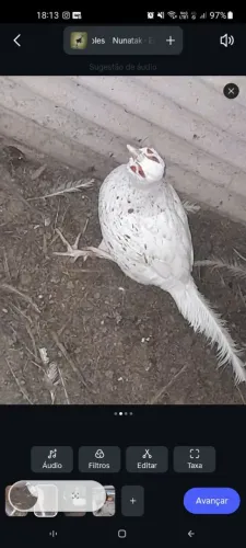 galinha
