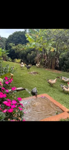 Vendo fazendinha em Bom Jesus do Amparo