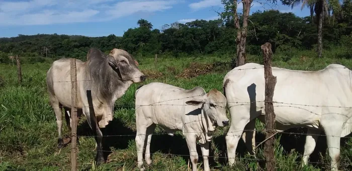 Sitio 34,5 Hac com espaço Criação de animais/25 Minutos M Claros -mg..