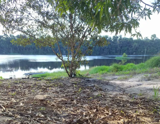 Área de 270 hectares na região de mojui dos campos ,a 90 km de Santarém PA