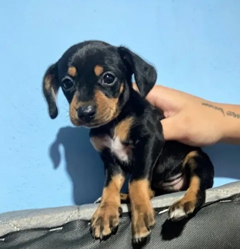 Vendo filhote de Pinscher