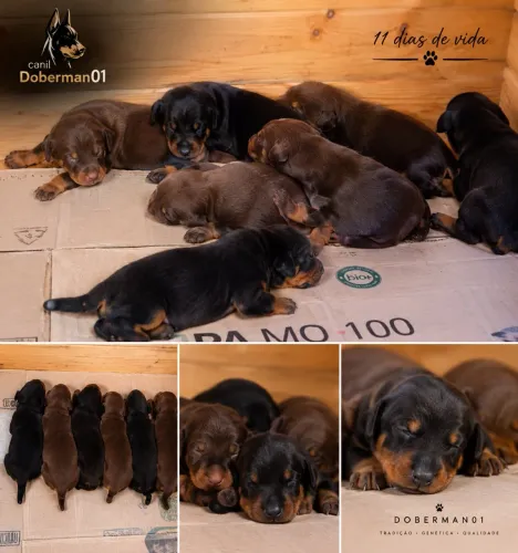 Filhote de Doberman europeu