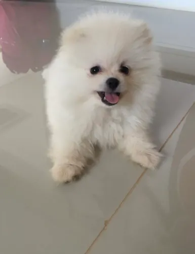 Lulu da pomerania macho e fêmea puros anão 