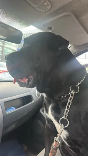 Filhotes de Cane Corso pedigree Cbkc 