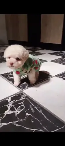 Poodle toy