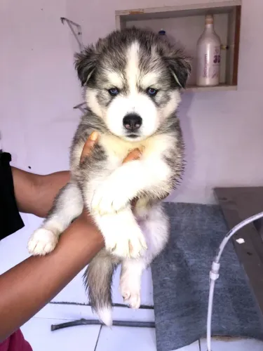 Filhotes de Husky Siberiano