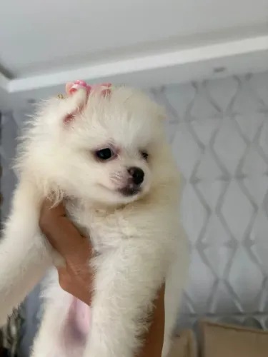 Vendo filhotes de Lulu da Pomerânia Spitz alemão