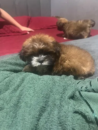 LINDOS FILHOTES MACHOS DE SHIH-TZU CHOCOLATE À VENDA! ?