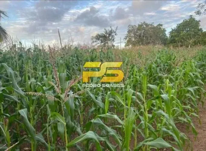 Fazenda - Bananeiras