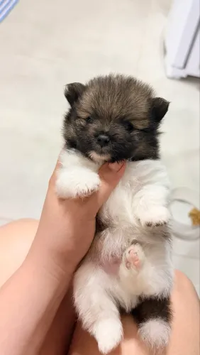 Cachorro