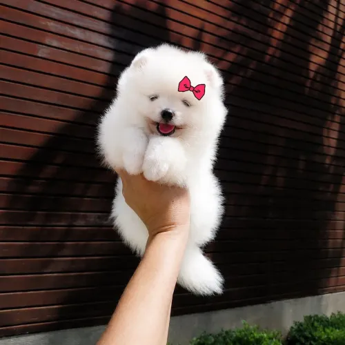 Lulu da Pomerânia Os mais Lindos da Olx