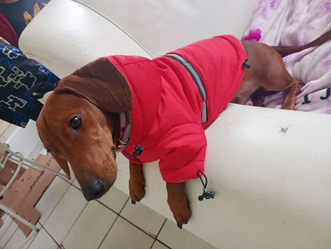Roupinha de frio pet 