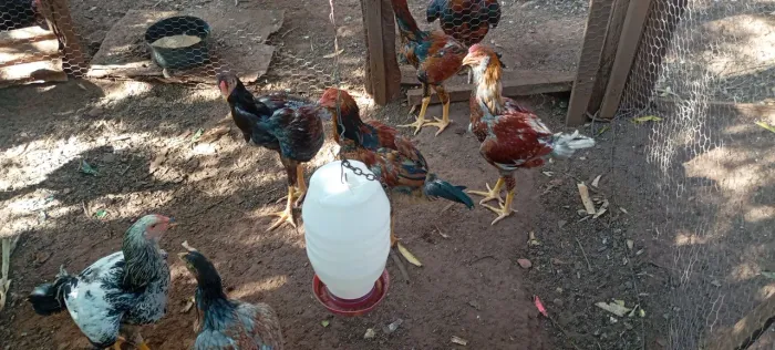 Vendo frangos e fragas caipiras