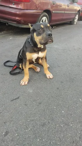 American Bully fêmea cor exótica tri blek 4 mês de Vida Vacinada vermífugada e pedigree