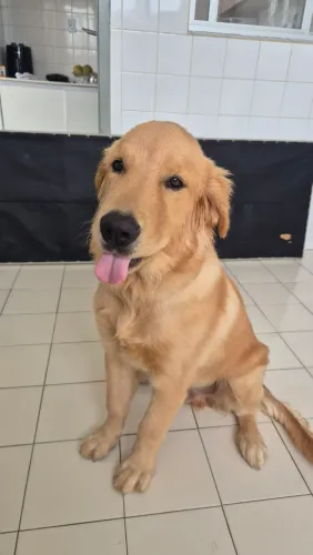 Filhote GOLDEN 