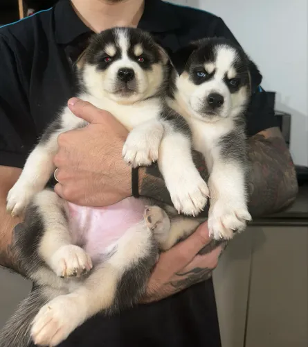 Husky Siberiano - Macho