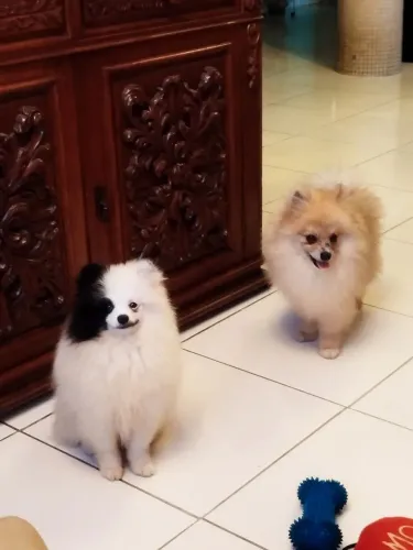 Spitz alemão anão/ algodão