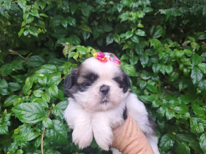 Shih-tzu 10xcartão filhotes alto padrão pra cliente exigente