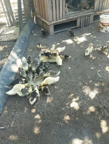 Aves
