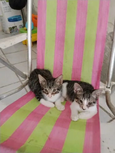Gatos lindos pra doação