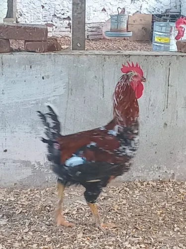 Vende-se um frango da raça Balão Sertanejo