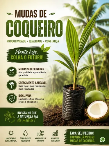 Mudas de coqueiro