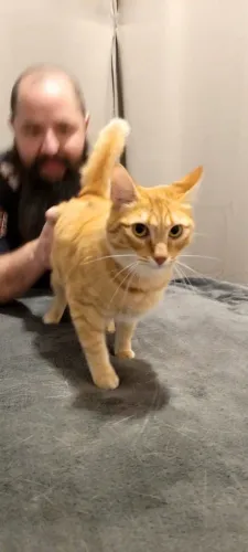 ADOÇÃO RESPONSÁVEL Gata Laranja dócil e carinhosa CASTRADA