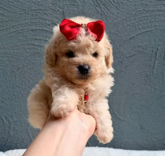 As coisas mais fofas desse mundo estão aqui!