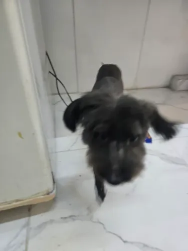 Doação Pet