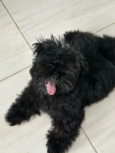 Filhote Shih Tzu Macho