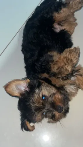 York terrier
