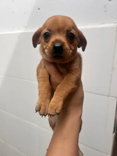 Cachorrinhos e gatos para doação