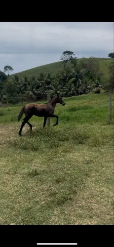 Vendo Potra com Apenas 10 Meses